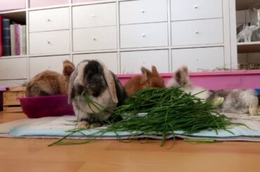 Cute bunny eating time lapse