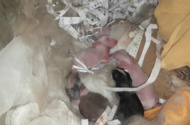 Cute Rabbit baby 1st day. Very cute rabbit baby