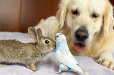 Golden Retriever and Baby Bunnies befriend with Budgie [Cuteness Overload]