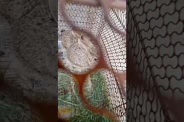 My new cute funny bunnies.😍😀😁😂🤣