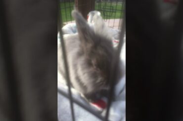 My family got a new bunny it’s so cute my other pets got jelly 😏😏