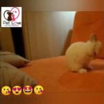 Funny Cute hamster 🐀🐁🐭 & bunny 🐇play  & joy