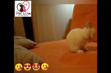 Funny Cute hamster 🐀🐁🐭 & bunny 🐇play  & joy