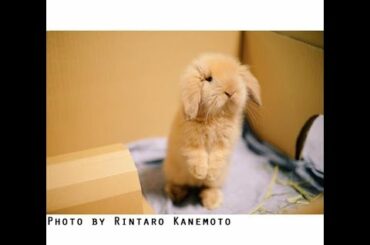 #baby #babyrabbit #cutebaby　赤ちゃんうさぎ（生後２カ月）💖 Rabbit Jump!! 🐰  カワイイ！🥕 Kawaii!! Baby bunny 🐇
