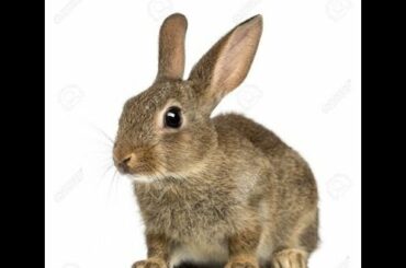 Cute Rabbit, kit ,is drinking milk, खरगोश