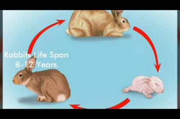 Rabbit Life Cycle