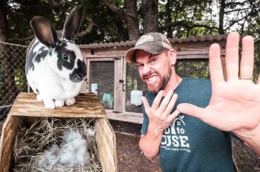 5 Mistakes to Avoid When Raising Rabbits