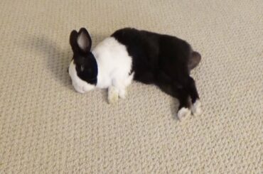 Sleeping rabbit's crazy ears