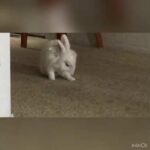 Cute bunny cleaning his paws 😍 | Snowy The Bunny!