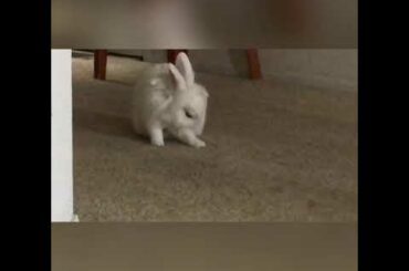 Cute bunny cleaning his paws 😍 | Snowy The Bunny!