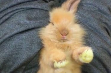 #うさぎの爪切り #babyrabbit #cutebaby  🐰 生後2か月の赤ちゃんウサギの爪切りは難しい～！🥕🐰