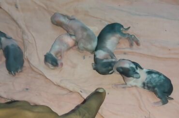 3 DAYS RABBIT BUNNYS DOREMAN BABYS