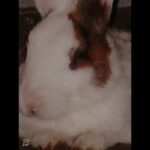 Cute pictures of rabbit
