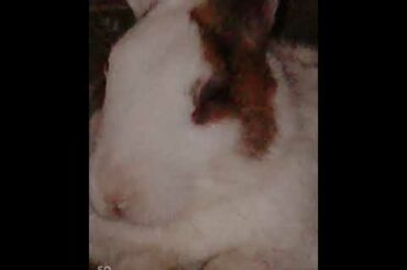 Cute pictures of rabbit