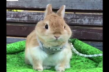 rabbit cute funny video // A rabbit is like a child....