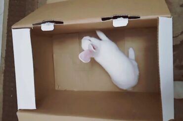 cute rabbit trying to except from the box ارنب لطيف يحاول الخروج من الصندوق