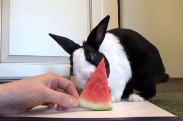 rabbit eating watermilon🐰so cute