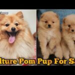 Super Quality Culture Pom Puppies Available For Sale 🐶 || Cute Toy Breed Pup For Sale 🐶