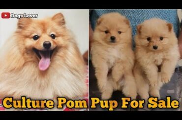 Super Quality Culture Pom Puppies Available For Sale 🐶 || Cute Toy Breed Pup For Sale 🐶