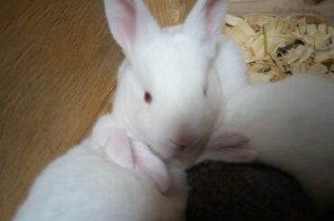 Cute albino bunnies