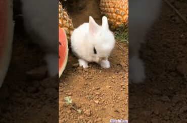 Cute rabbit eating watermelon trending latest