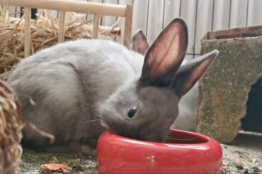 cute rabbit | rabbit eating grass hd video (1080p)