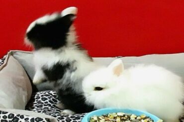 Baby Rabbits | in Morning | Rabbit SFB