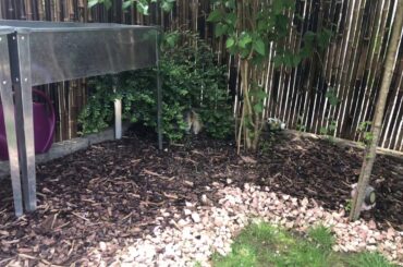 Simba das süße Kaninchen 🥕Cute Sweet Rabbit Bunny