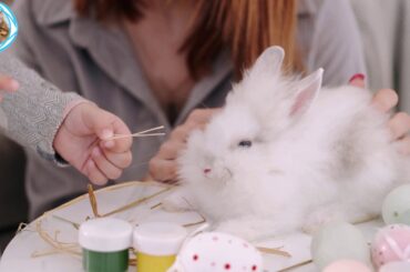 Funny Baby Bunny Rabbit Videos, Cute Baby Rabbits