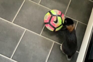 Rabbinaldo Playing Soccer. Cute Bunny Playing With Ball.