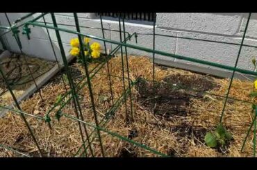 Baby Rabbits hiding in the garden...Can you spot them?
