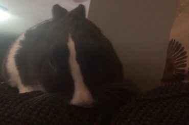 Cute Bunny Chilling on the Couch