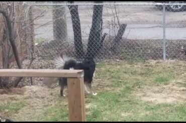 Dog Becomes Friends With Wild Rabbit | Border Collie | Funny Dog