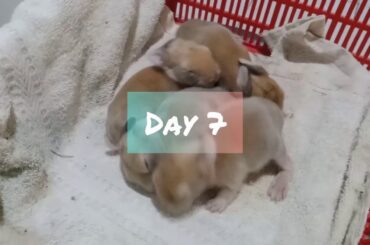 Cute Little Bunny Kits Day 1 - 10 | Baby Rabbits | Bunny Paws 🐇🐾