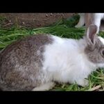 Pet Rabbits Playing || Searching for baby bunnies