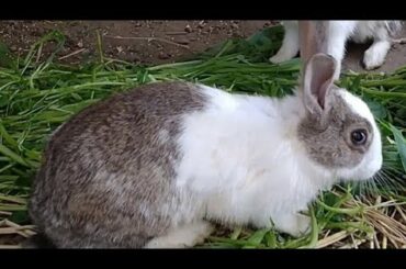 Pet Rabbits Playing || Searching for baby bunnies