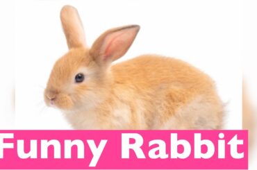 Funny Rabbit | Cute Pets | Funniest rabbit