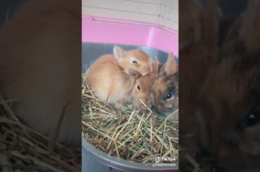 Cute baby bunny rabbits
