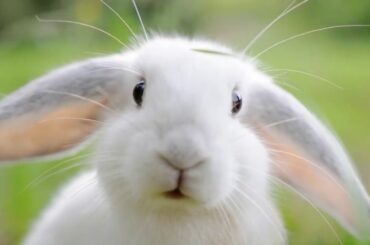 Animal Sounds Rabbit   Rabbit Sounds Effects