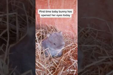 Baby Bunny rabbit opened her eyes