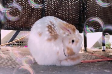 My cute bunny