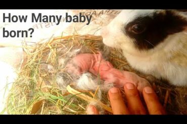 New Rabbit Baby born | Rabbit farm in Assam | Assam rabbit farming