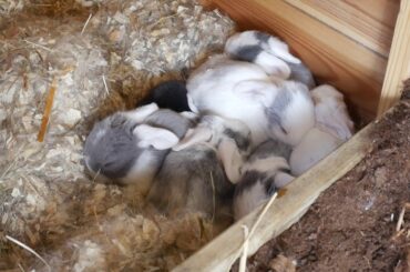 Baby bunnies