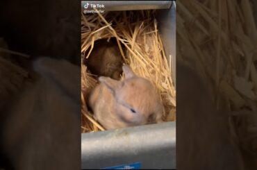 Cute baby bunny rabbits