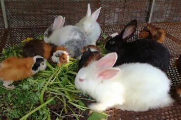 Cute Baby Bunny Rabbit Eating Vegetables / Funny and Cute Baby Bunny Rabbit Videos / Cute Rabbits