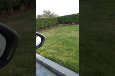 Cute little cotton tail bunny...