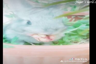 Funny and Cute Baby Bunny Rabbit Videos 🐇 Baby Animal Video Compilation 2020