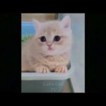 Cute Baby CatsVideo Compilation#2