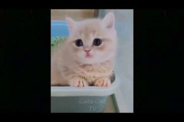 Cute Baby CatsVideo Compilation#2