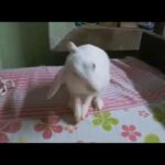 Cute and adorable bunny cleaning herself